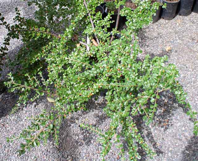 Cotoneaster horizontalis 