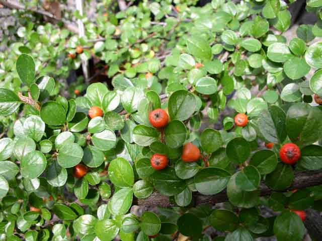 Cotoneaster horizontalis 