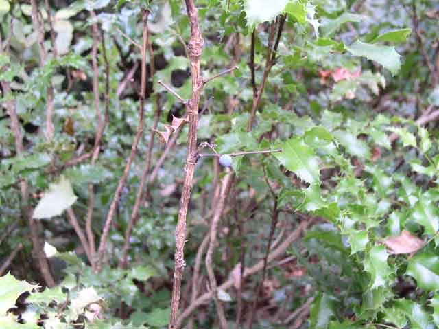 Mahonia aquifolium