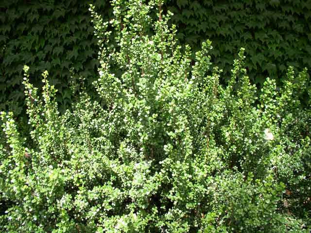 Myrsine africana
