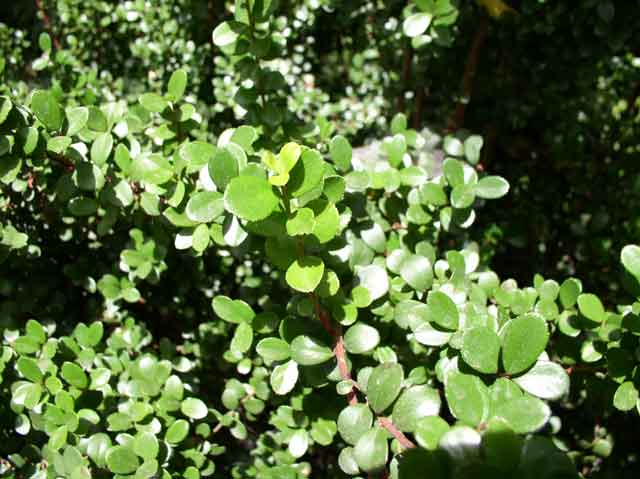 Myrsine africana