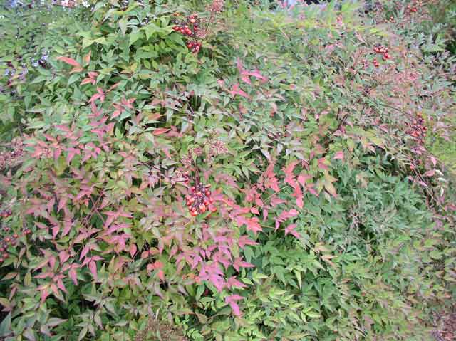 Nandina domestica