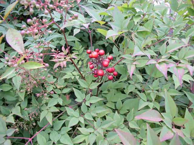 Nandina domestica
