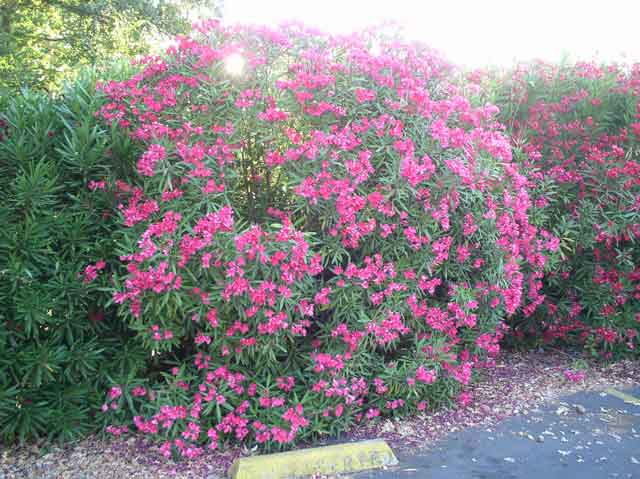 Nerium oleander