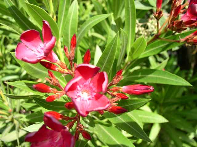 Nerium oleander