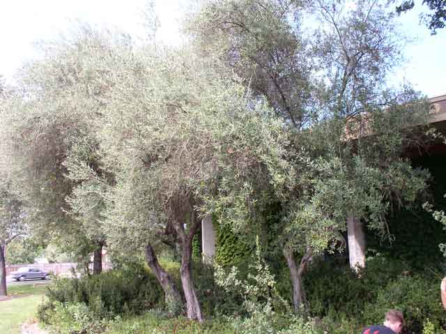 Olea europaea