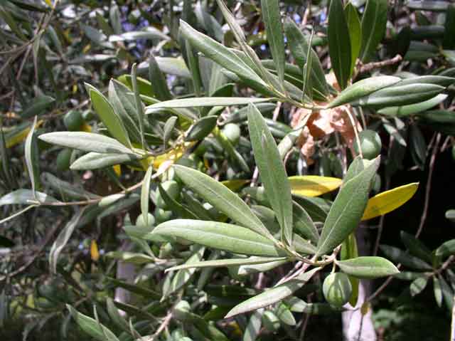 Olea europaea