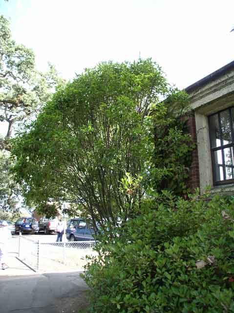 Osmanthus fragrans