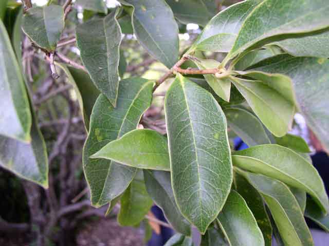Osmanthus fragrans