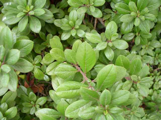 Escallonia x exoniensis 'Frades'
