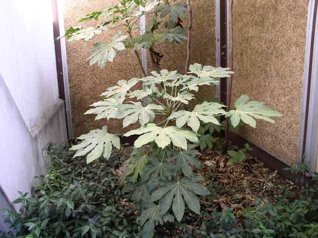 Fatsia japonica