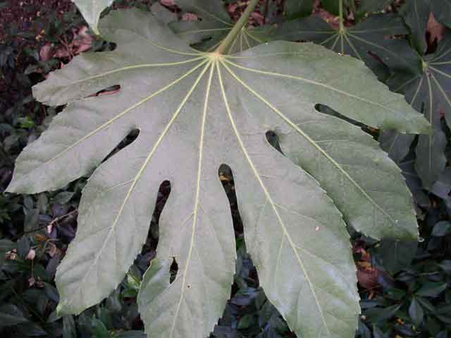 Fatsia japonica