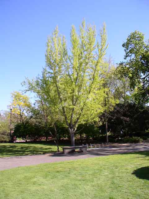 Ginkgo biloba