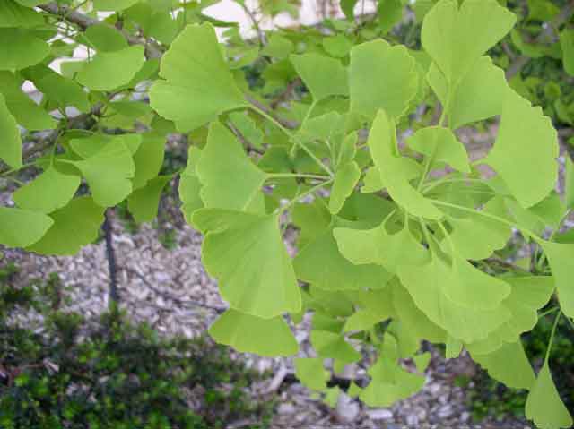 Ginkgo biloba