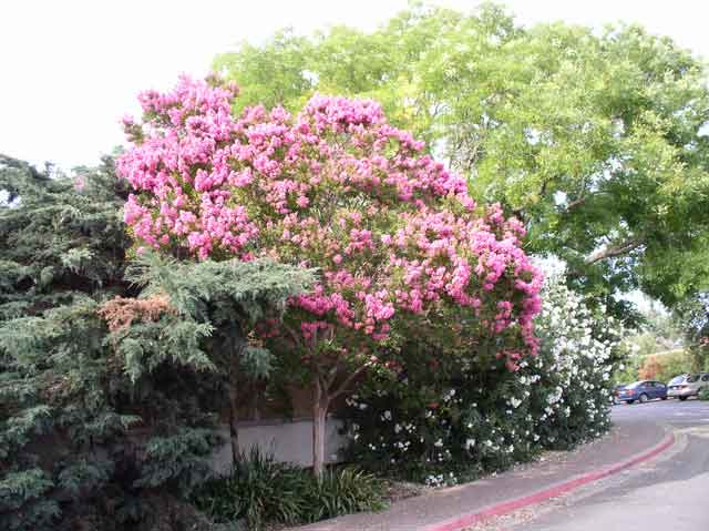 Lagerstroemia indica