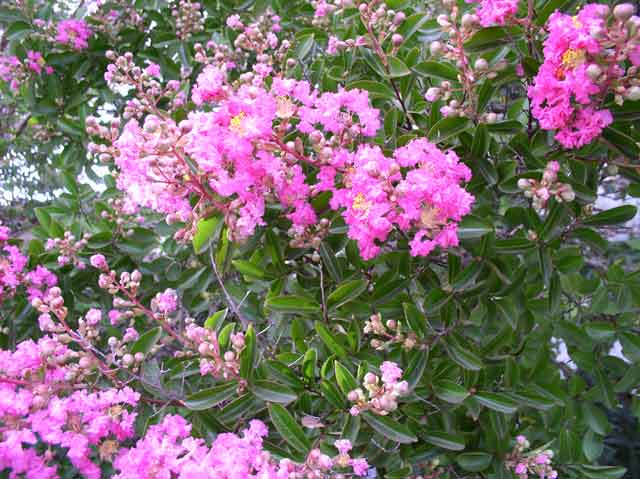 Lagerstroemia indica