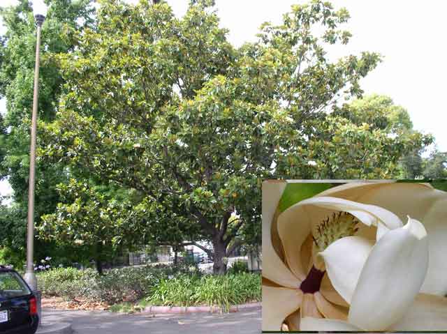 Magnolia grandiflora