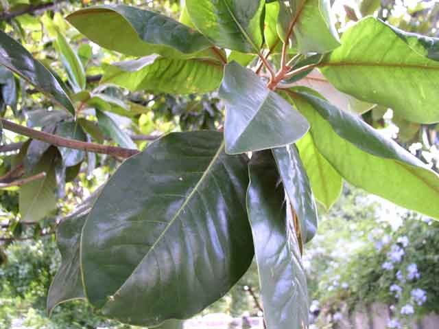 Magnolia grandiflora