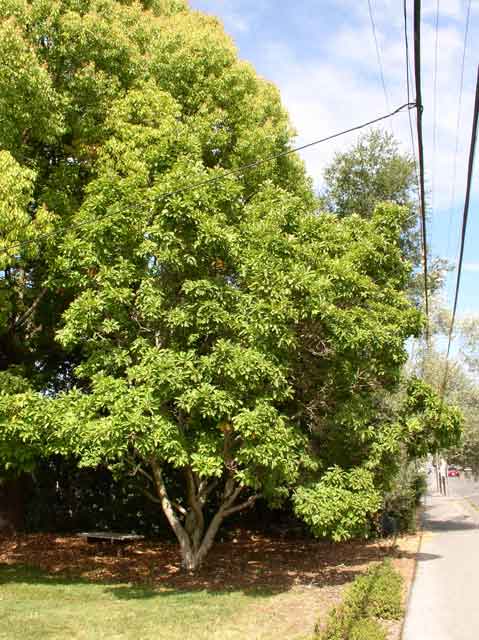 Magnolia x soulangeana