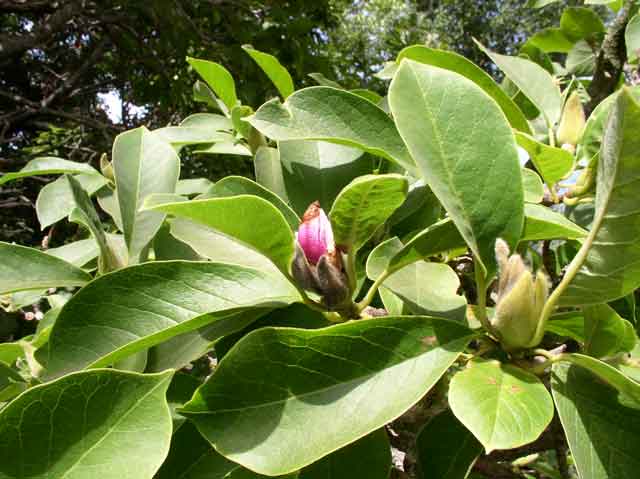Magnolia x soulangeana