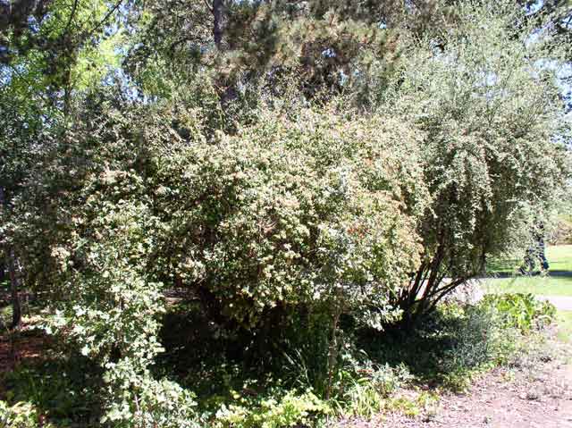 Abelia x grandiflora