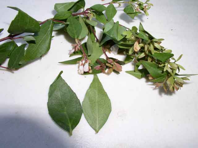 Abelia x grandiflora