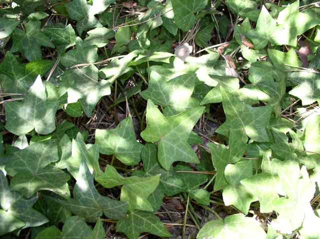 Hedera helix