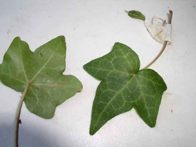 Hedera helix
