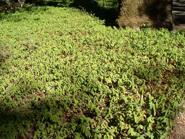 Hypericum calycinum