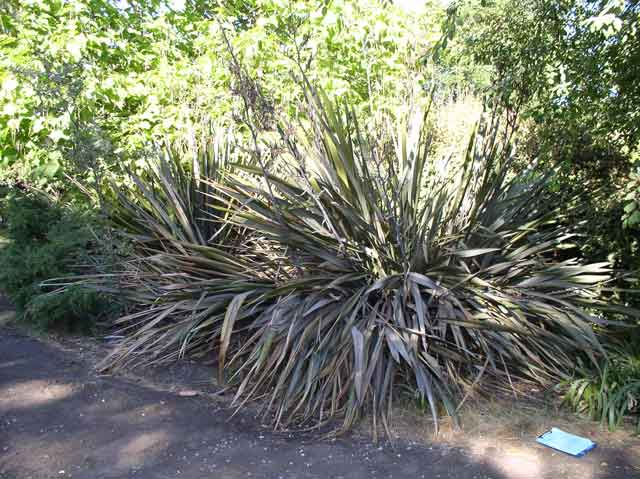 Phormium tenax