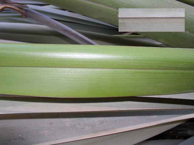 Phormium tenax