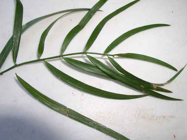 Podocarpus gracilior
