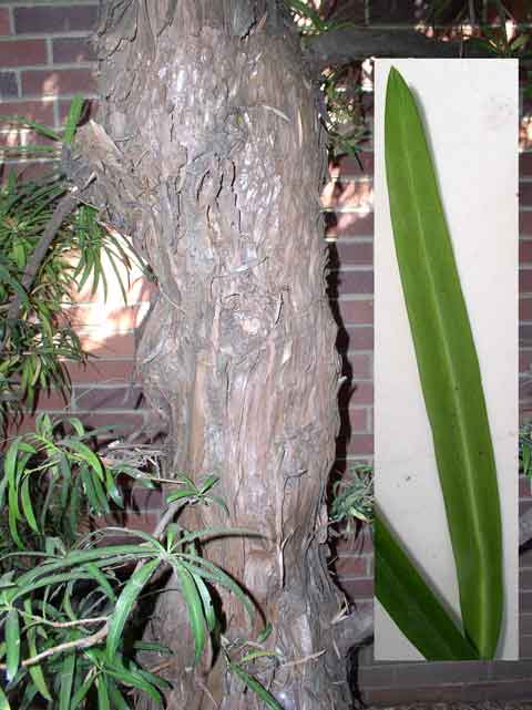 Podocarpus macrophyllus