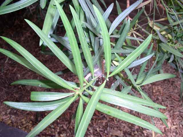 Podocarpus macrophyllus