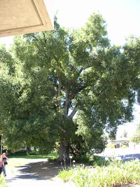 Quercus agrifolia