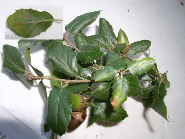Quercus agrifolia