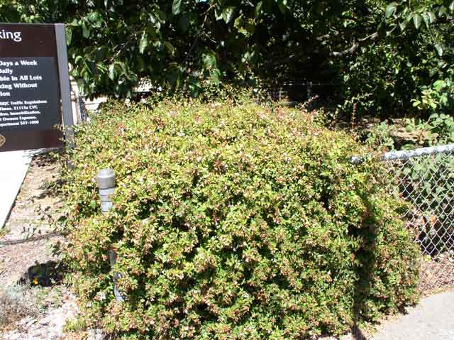Abelia 'Edward Goucher'