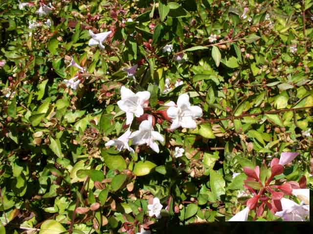 Abelia 'Edward Goucher'