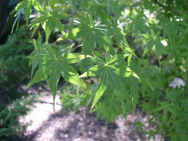 Acer palmatum
