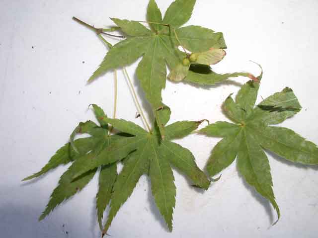 Acer palmatum