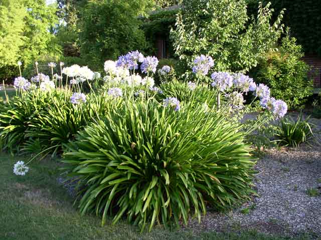 Agapanthus praecox&nbsp; ssp.&nbsp;rientalis