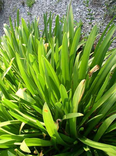 Agapanthus praecox&nbsp; ssp.&nbsp;rientalis