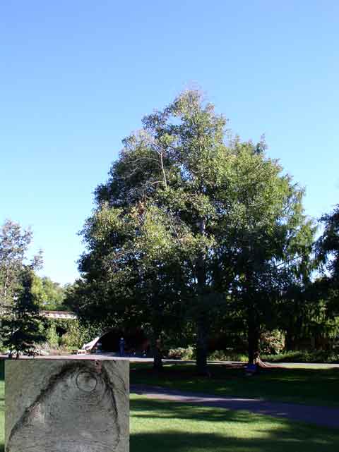 Alnus rhombifolia