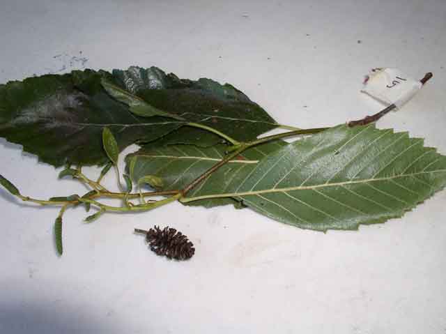 Alnus rhombifolia