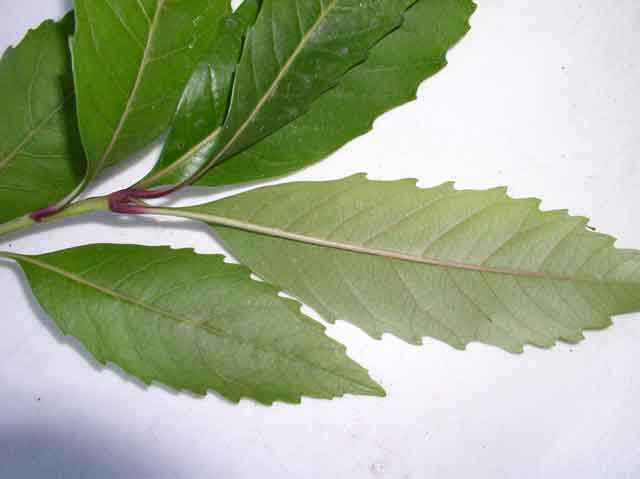 Eriobotrya deflexa