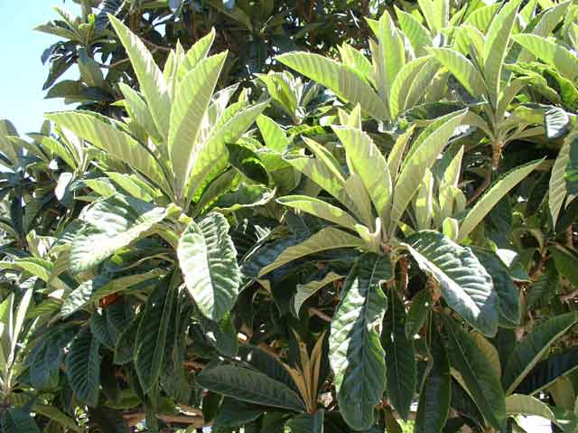 Eriobotrya japonica