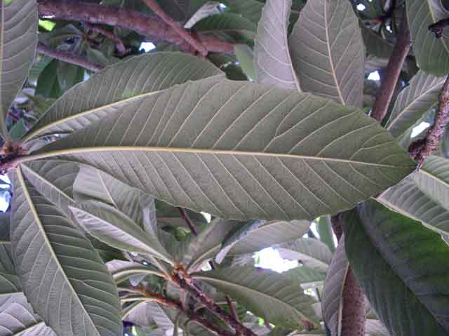 Eriobotrya japonica
