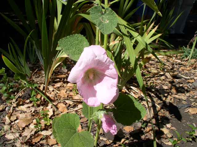 Alcea rosea