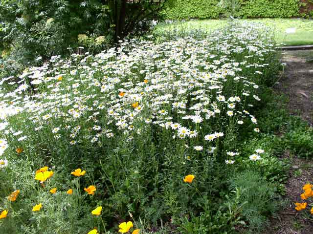 Leucanthemum x superbum
