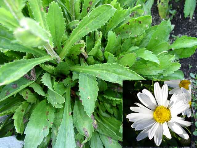 Leucanthemum x superbumi